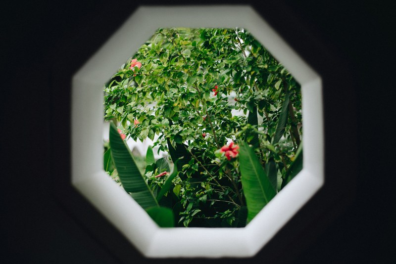 a tree with red flowers seen through a hexagonal gap in a wall, view on the garden 4k