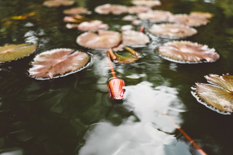 a rose floating on water next to lily pads, rose and lily pads 4k