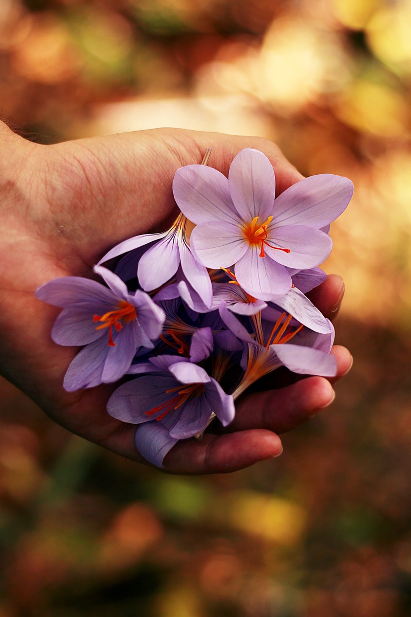 a persons hand holding a bunch of violet flowers, violet flowers in hand 4k