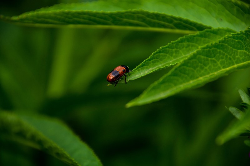black red green and bug 4k