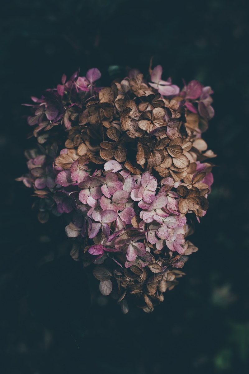 a partly dried up cluster of purple hydrangea flowers, dry hydrangea 4k