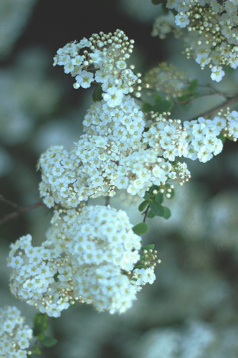 natural nature and flower hd, 4k