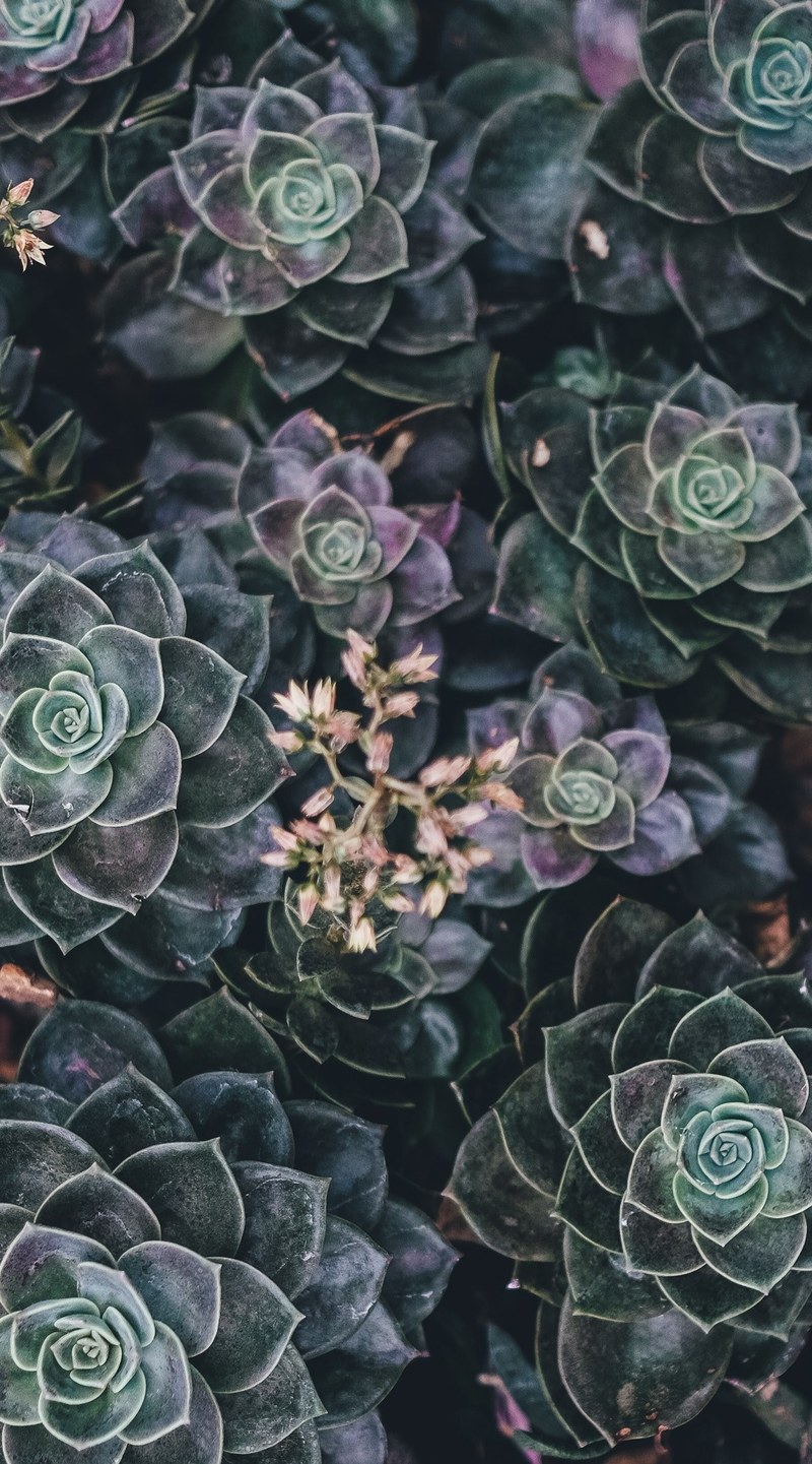 plant and succulent hd, 4k
