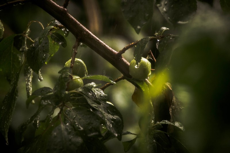 green raindrop and rain 4k