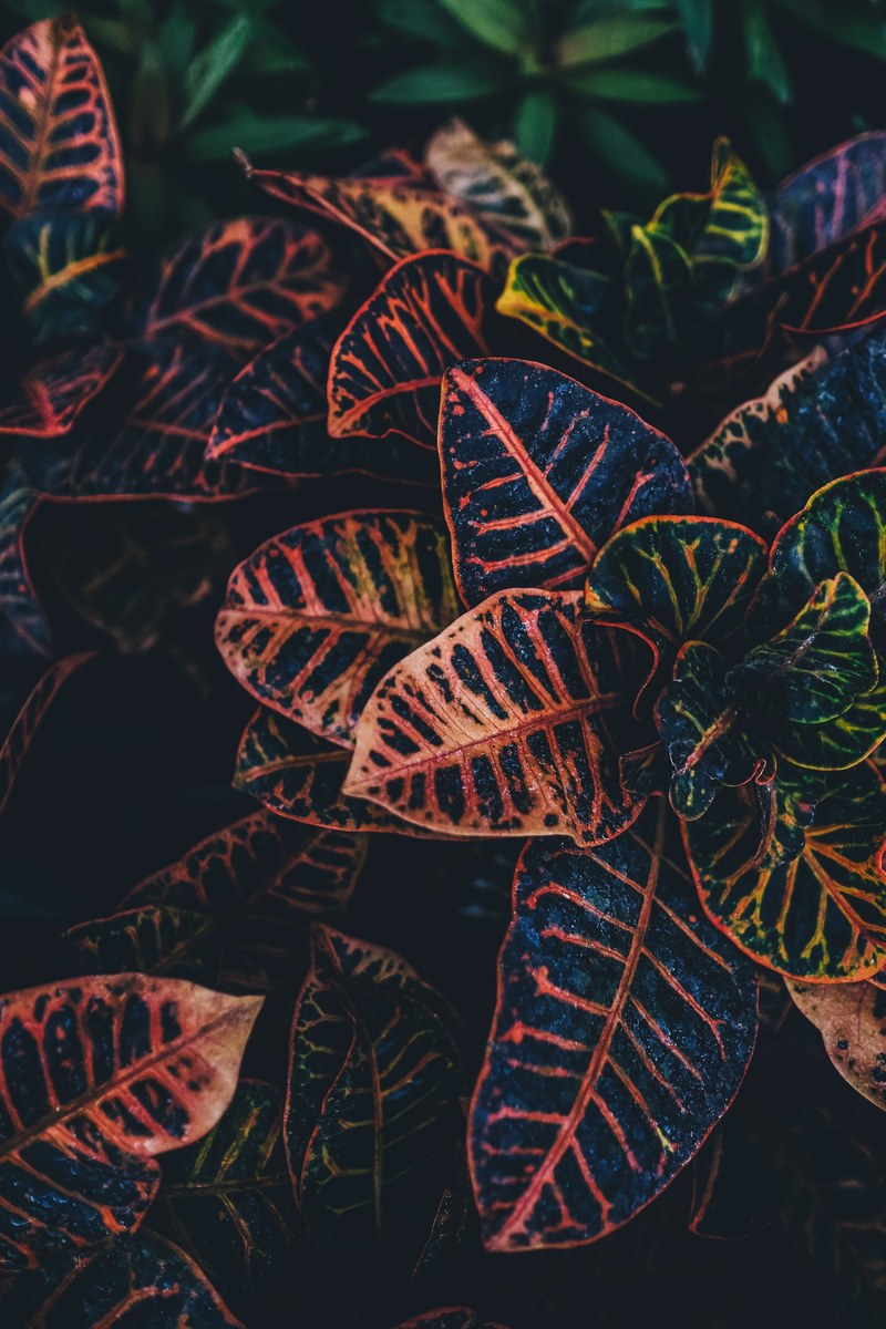 leaf plant jacobs ladder and foliage hd, 4k