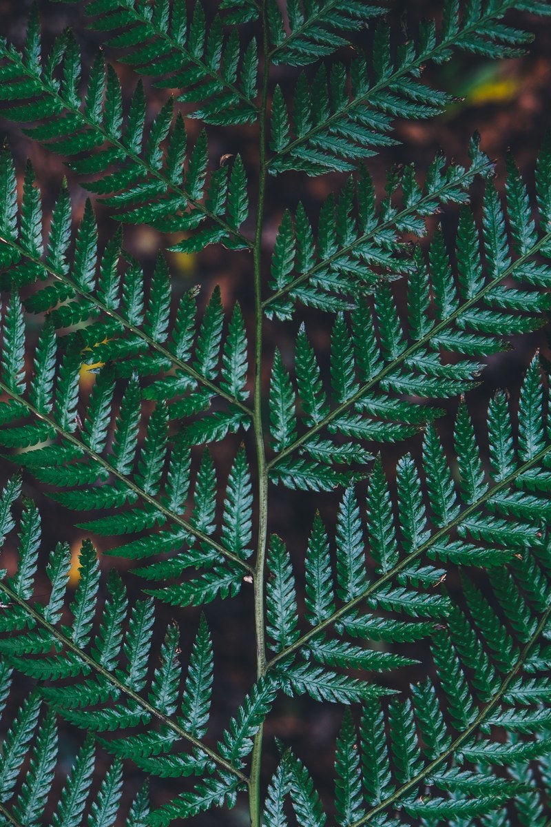 fern plant green and leaf hd, 4k
