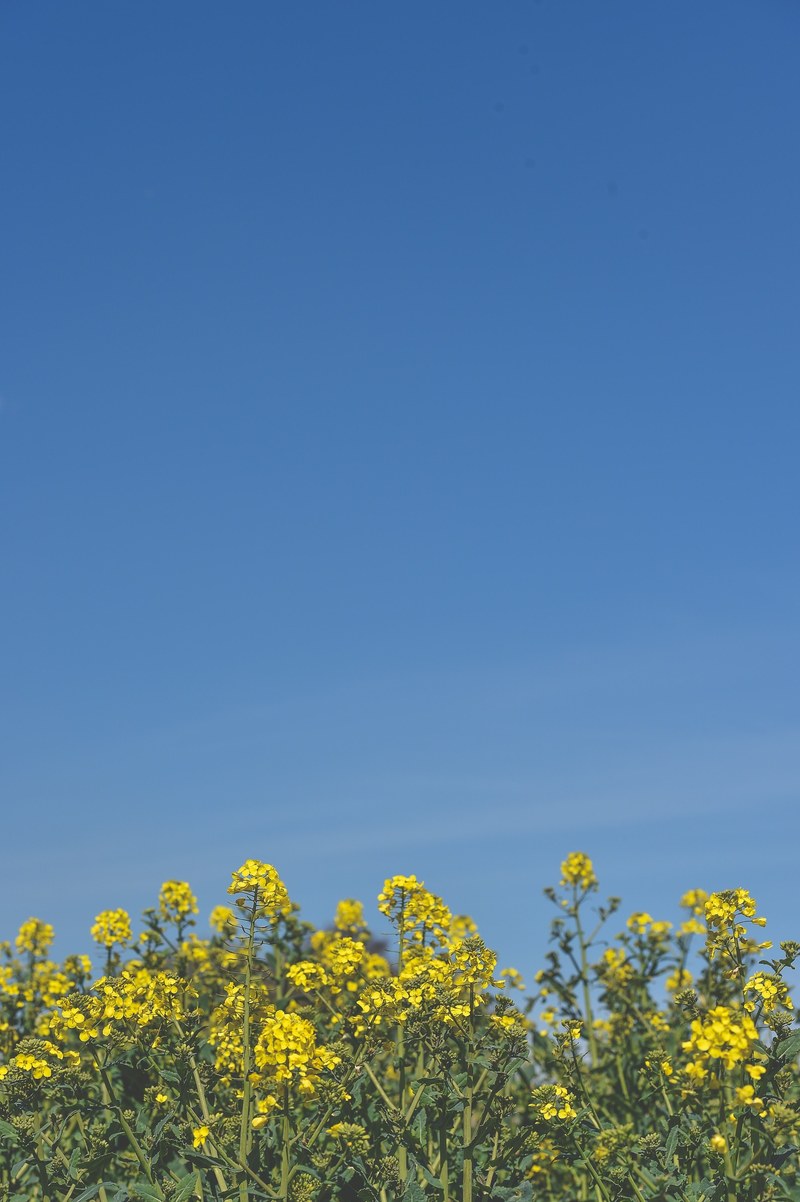nature blue yellow and sky hd, 4k