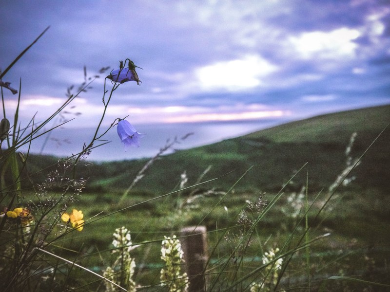 a bleak shot of blue yellow and white flowers at the edge of a meadow, flowers on a cloudy evening 4k