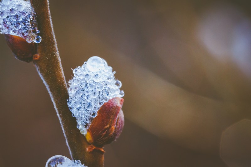 morning dew dew droplet and water drop 4k