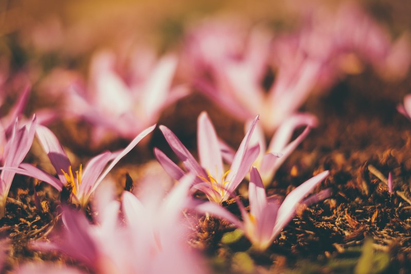 a low shot of pink flowers growing directly on the ground, pink flowers in the soil 4k