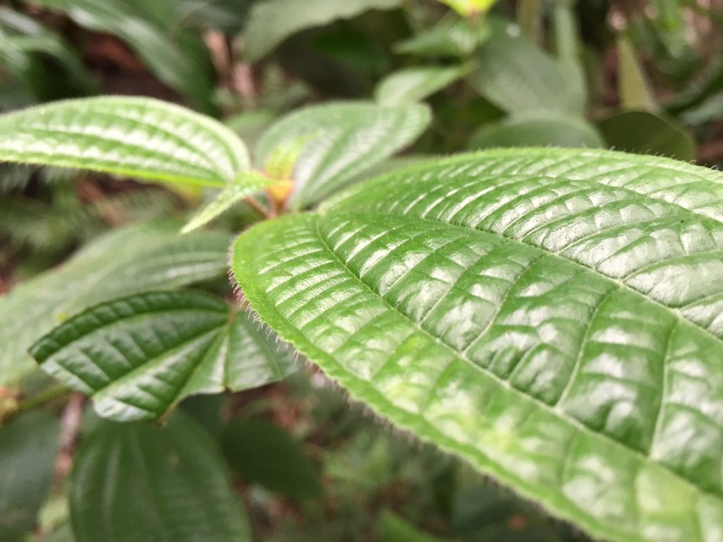 macro leave and plant 4k