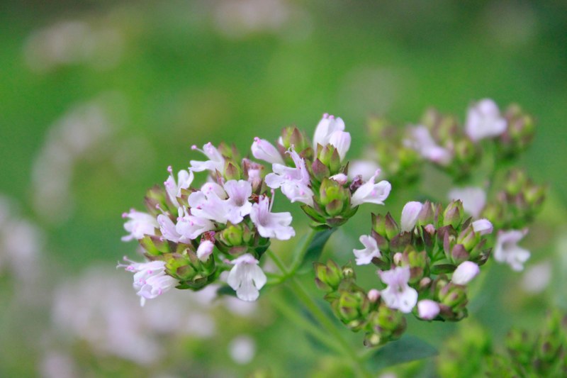 flower freshness environment and tree 4k