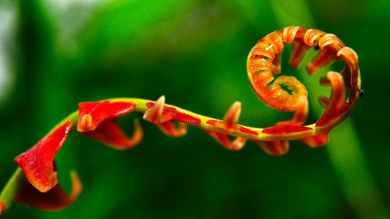 bosque vida naturaleza and rojo 4k