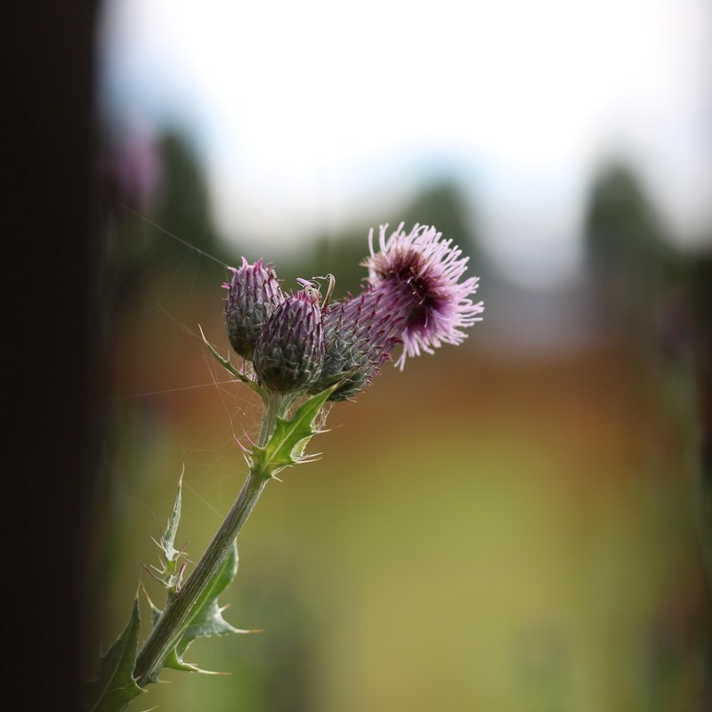 petal plant flower and outdoor 4k