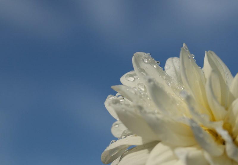 flower close pure and december 4k