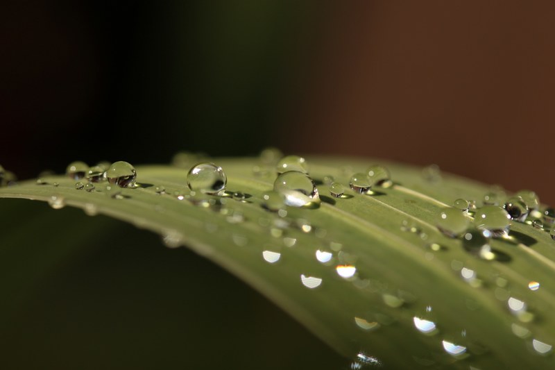 leaf drops droplets waterdrop 4k
