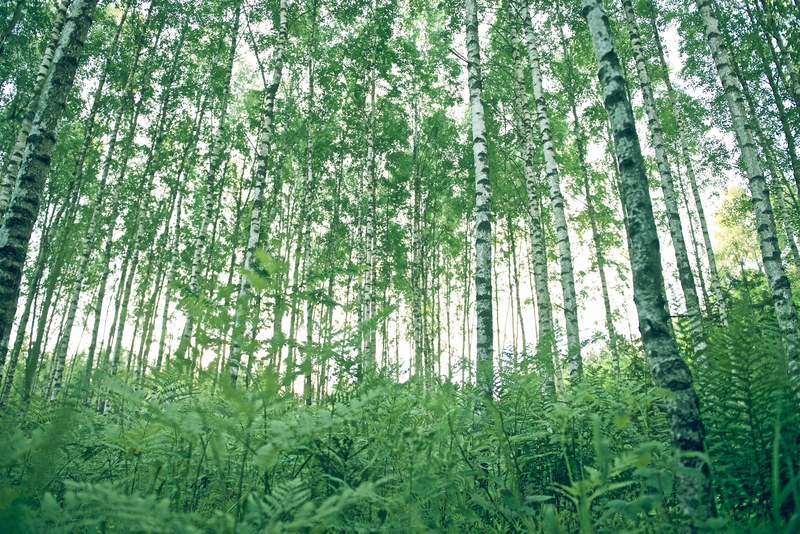 a grove full of ferns and birch trees, birch trees in a grove 4k