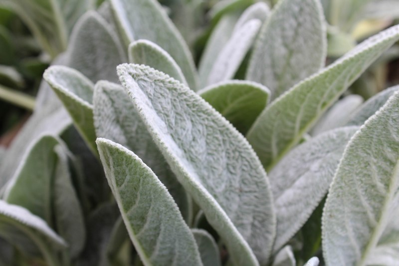 fuzzy plant leafe green and plant 4k