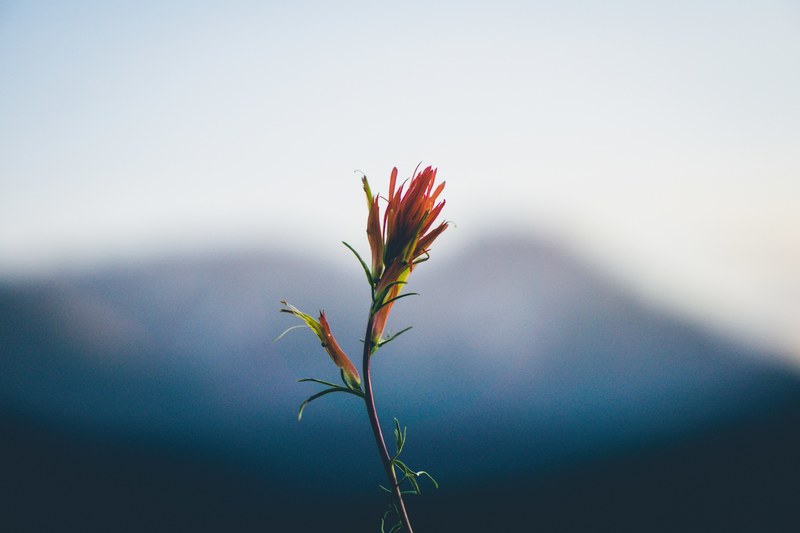 orange wild flower mountain and flower 4k