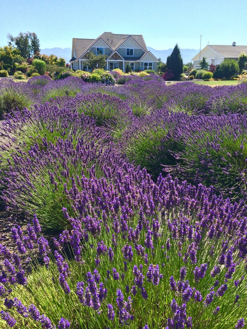 purple flower lavender in backyard lavender field and lavender hd, 4k