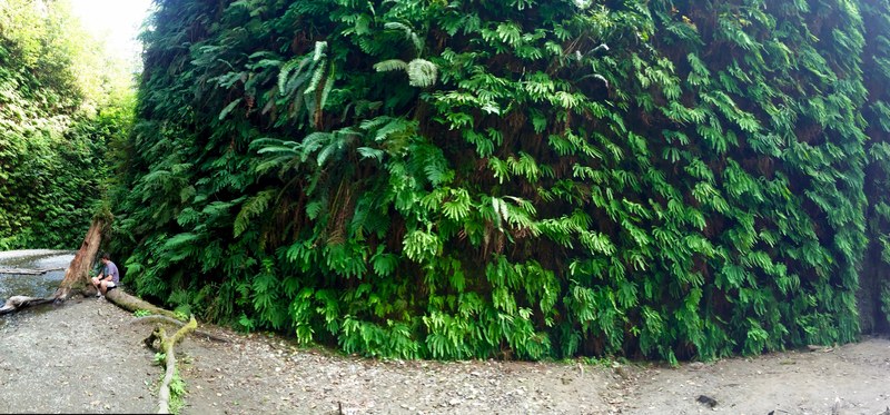 fern canyon fern wall and fern 4k