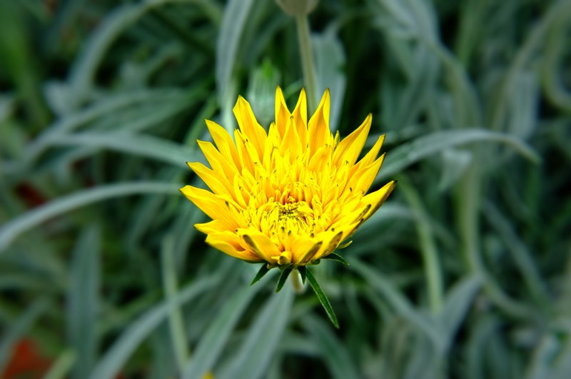 x100 fujifilm macro and yellow 4k