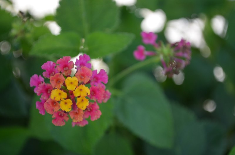 petal plant flower and blossoming 4k