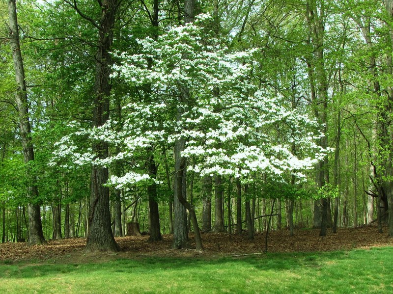 branch wood outdoor and tree 4k