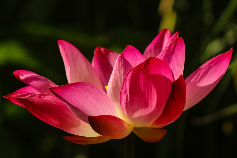 borisworkshop lotu pink and flower 4k
