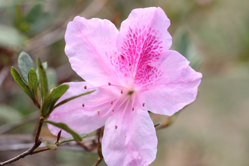 macro lense spring pink and flower 4k