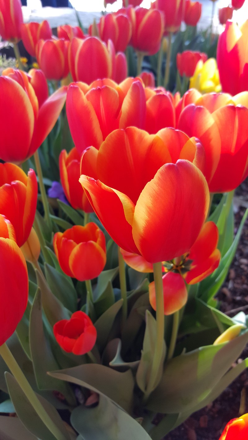 orange nature tulip and flower hd, 4k