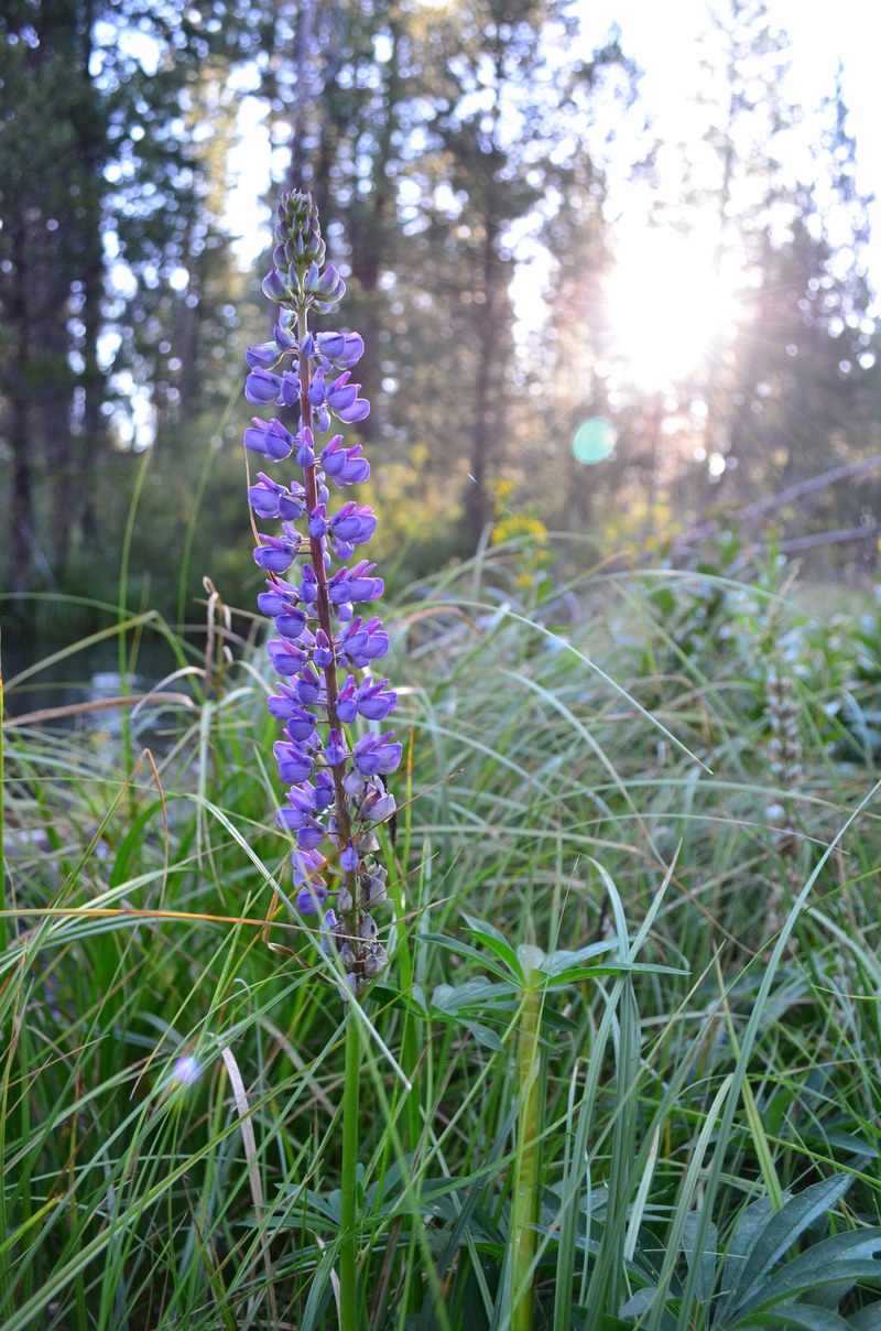 wildflower oregon flyfishing and flower hd, 4k