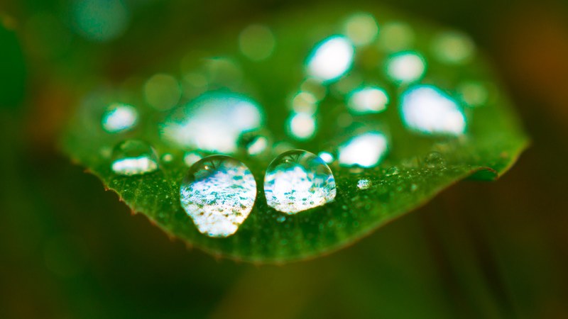 clover and nature 4k