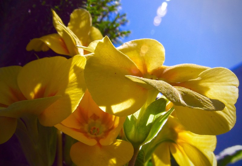 plant sun ray flower and yellow 4k