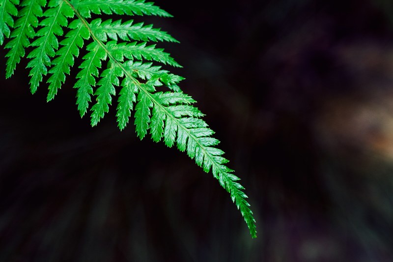 leaves on a green fern plant, fern leaf 4k