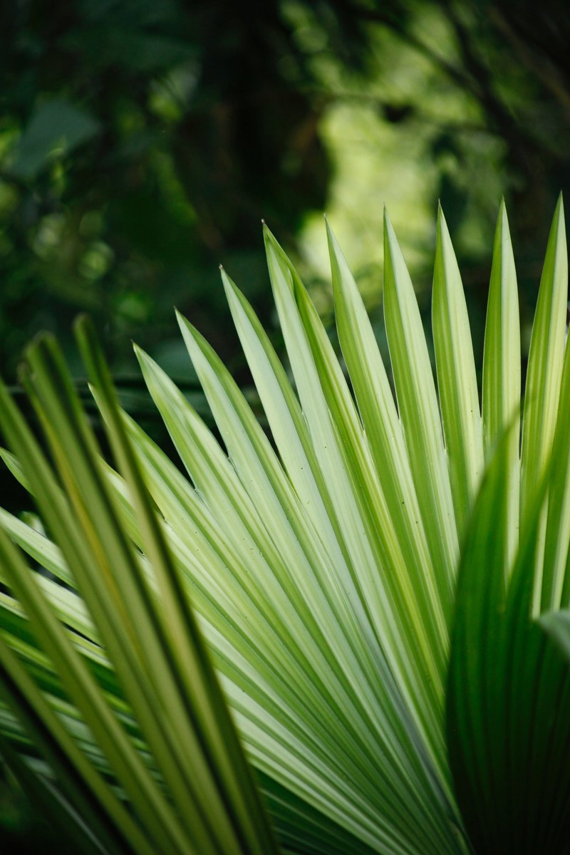 green forest jungle and plant hd, 4k