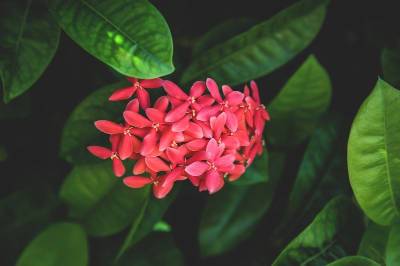 a cluster of small pink four petalled flowers, pink flower cluster 4k