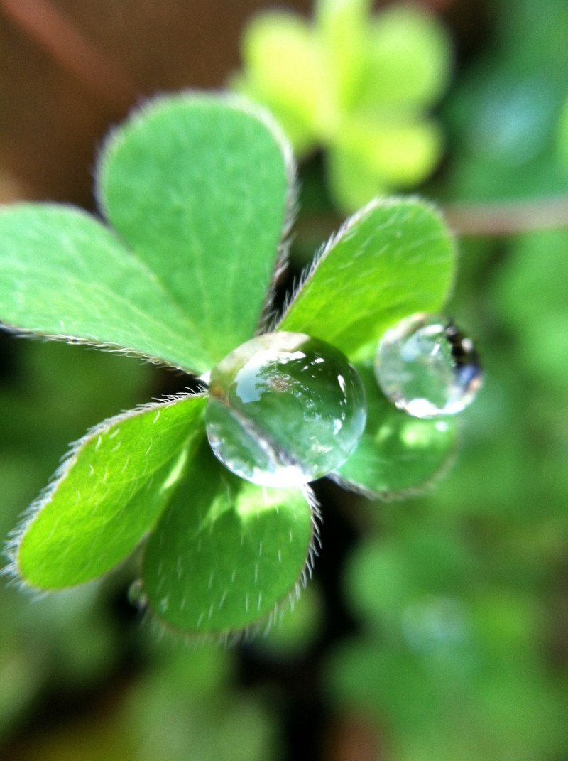 tree leafe clover and iphone hd, 4k