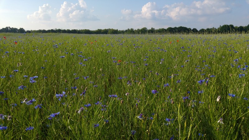 wild wildflower field and cloud 4k