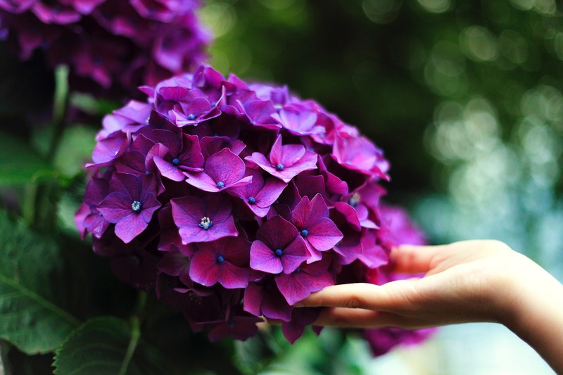 a persons hand touching a cluster of purple hydrangea flowers, touching purple hydrangea 4k