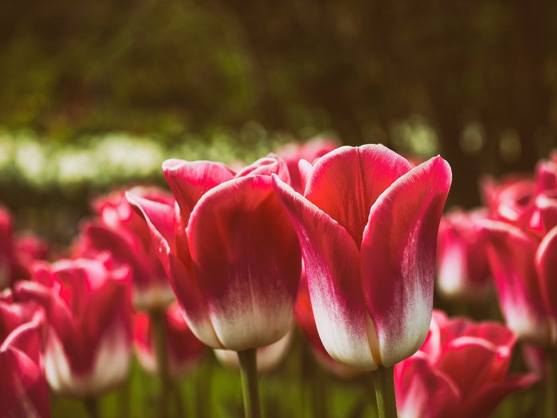 red spring tulips bloom in a field of flowers, tulip field 4k