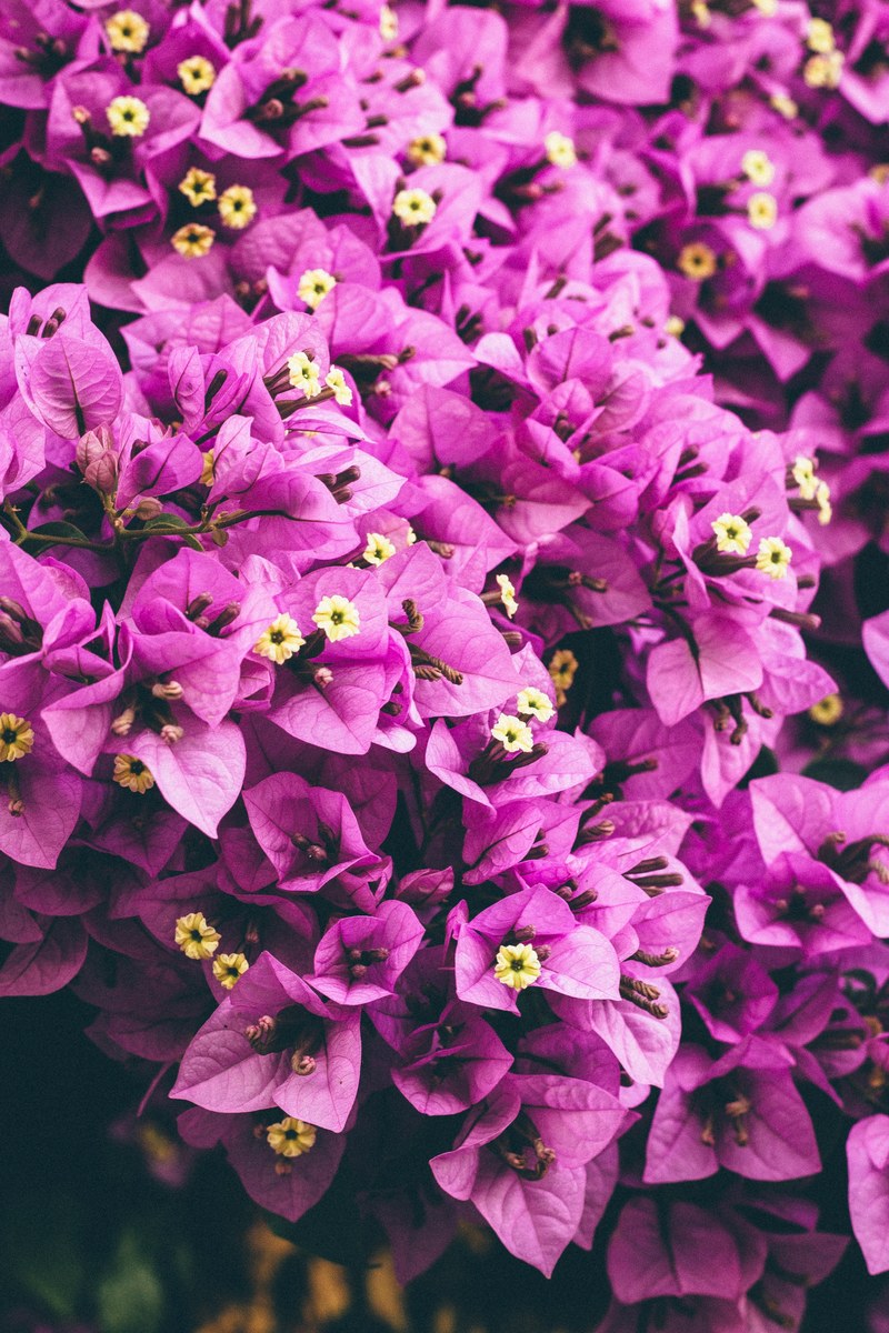 a dense grouping of purple flowers, purple canopy 4k
