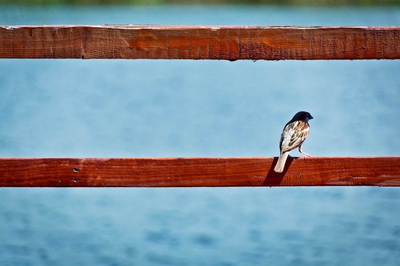 bird fence perch and tail 4k