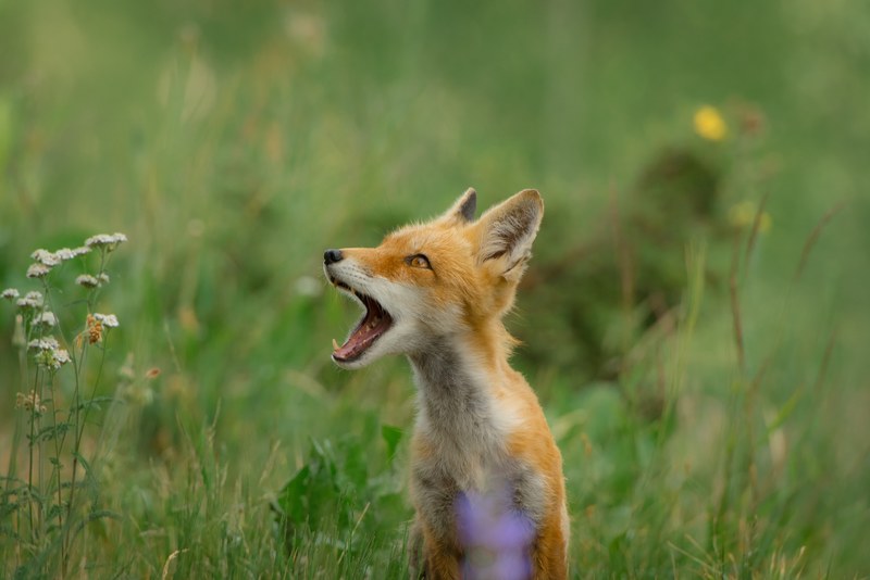 young baby red fox howls alone in a wild field, calling for its mother 4k