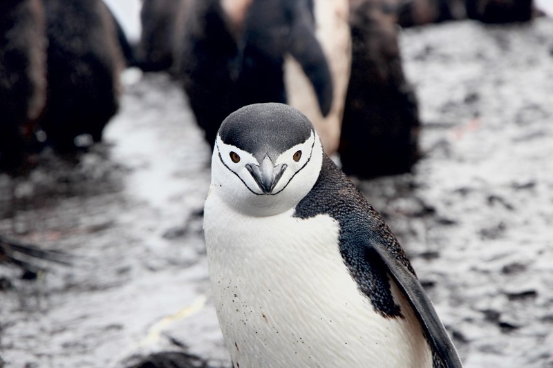 penguin looking directly into camera with a group of penguins in the artic background, chinstrap penguin 4k