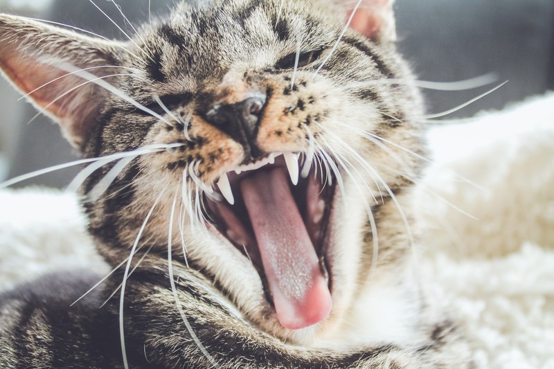 a kitten baring its teeth in a yawn, kitten yawn 4k