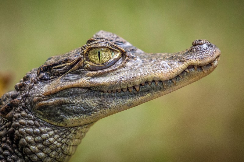 animal reptile crocodile and alligator 4k