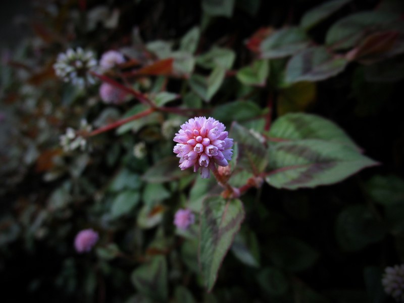 nature petal plant and pink 4k