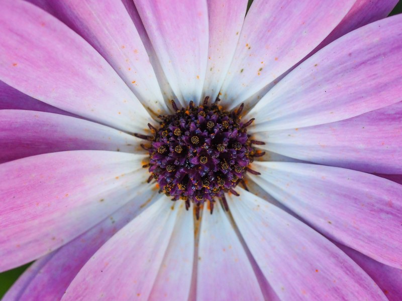 close up of the inside of a violet daisy flower, violet pollen 4k
