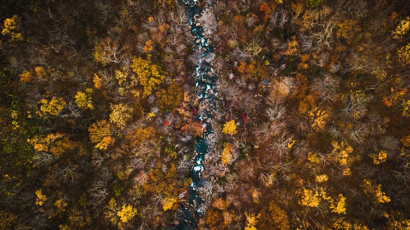 aerial view tree woodland and forest 4k
